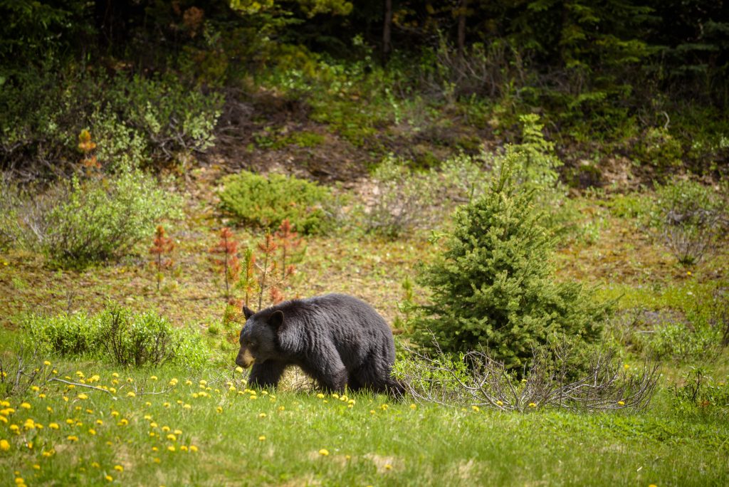 In the Field with Forest Protection: Bear Awareness